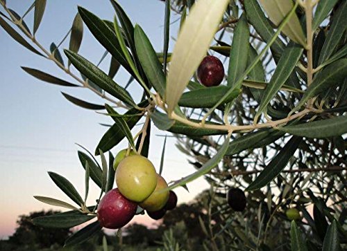 TEXAS HILL COUNTRY OLIVE CO. drizzle over salad adding zesty flavor