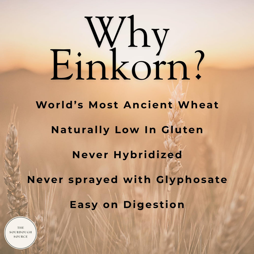 The Sourdough Source open jar with dehydrated starter granules, easy storage benefit