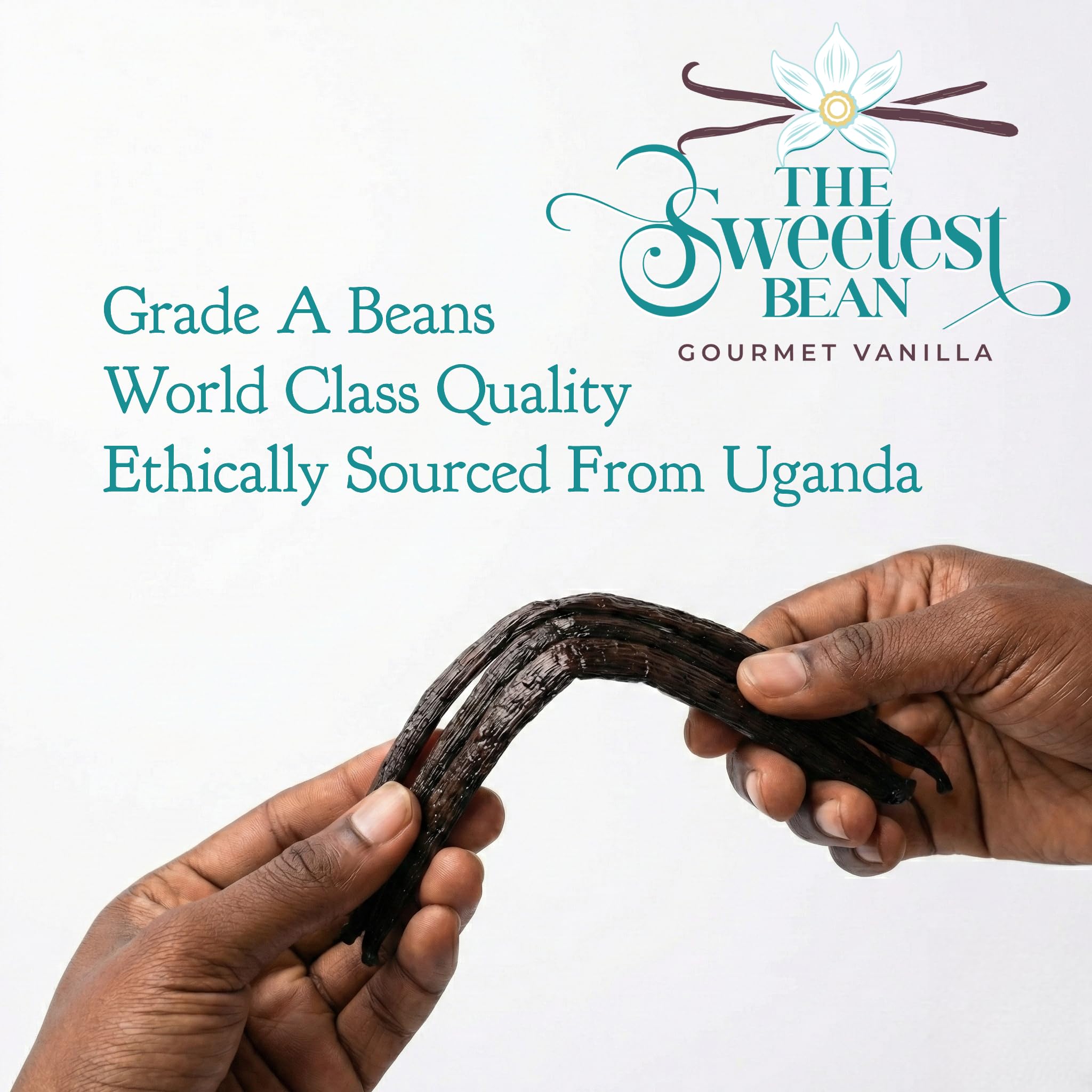 The Sweetest Bean split pod displaying seeds, enabling intense flavor in recipes