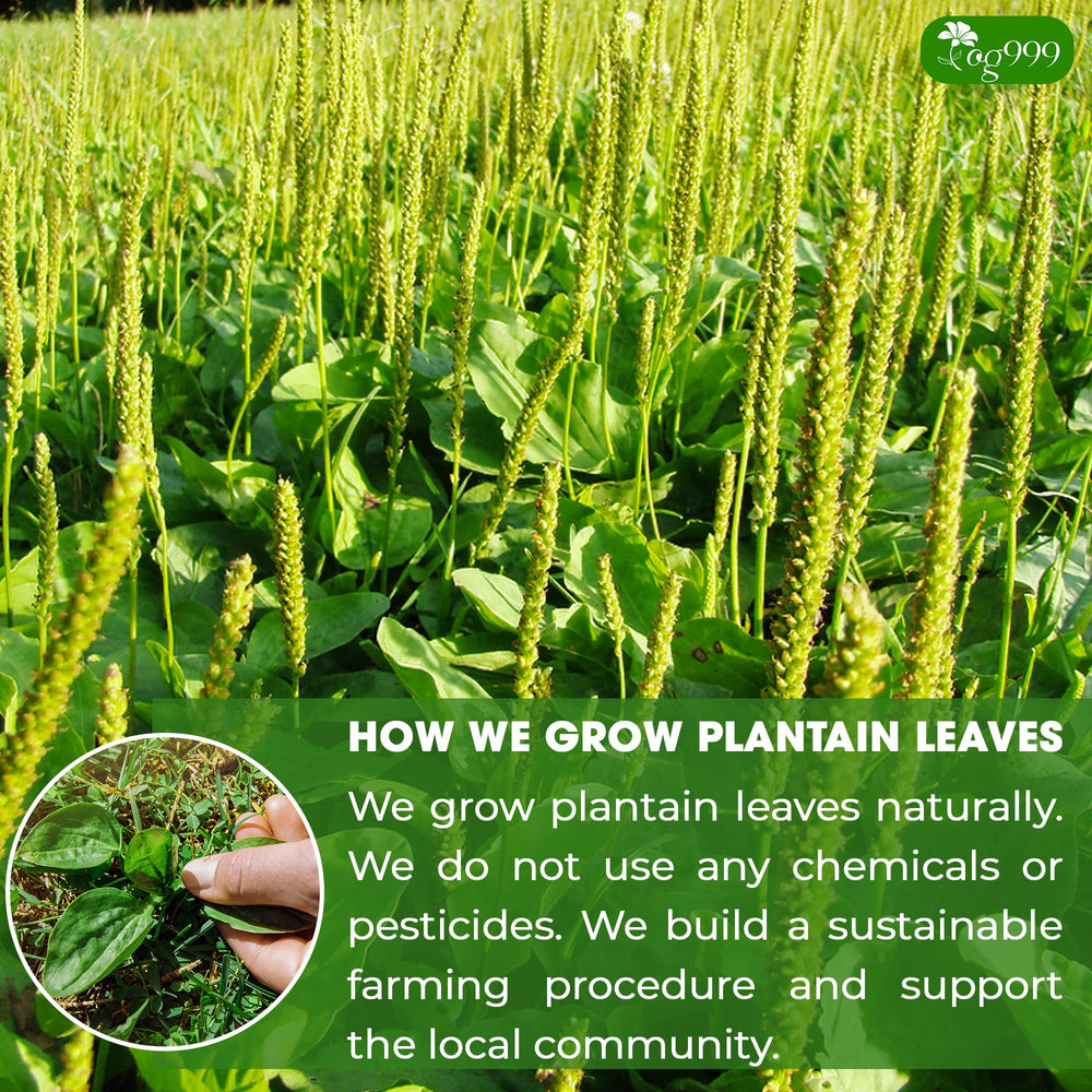 TOG999 ground plantain leaves texture showing natural processing and consistent grind