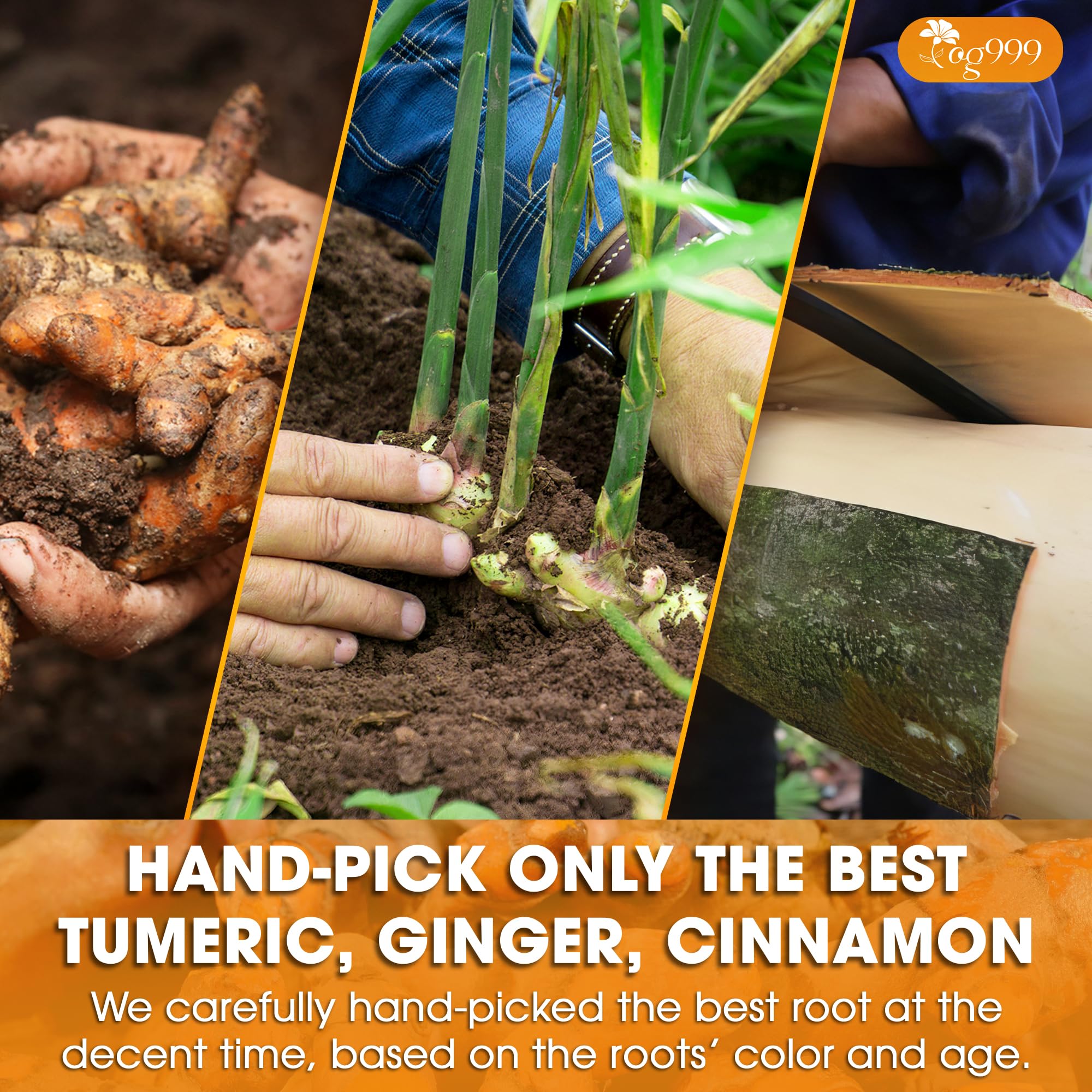 TOG999 fresh ginger turmeric cinnamon arranged to show origin quality