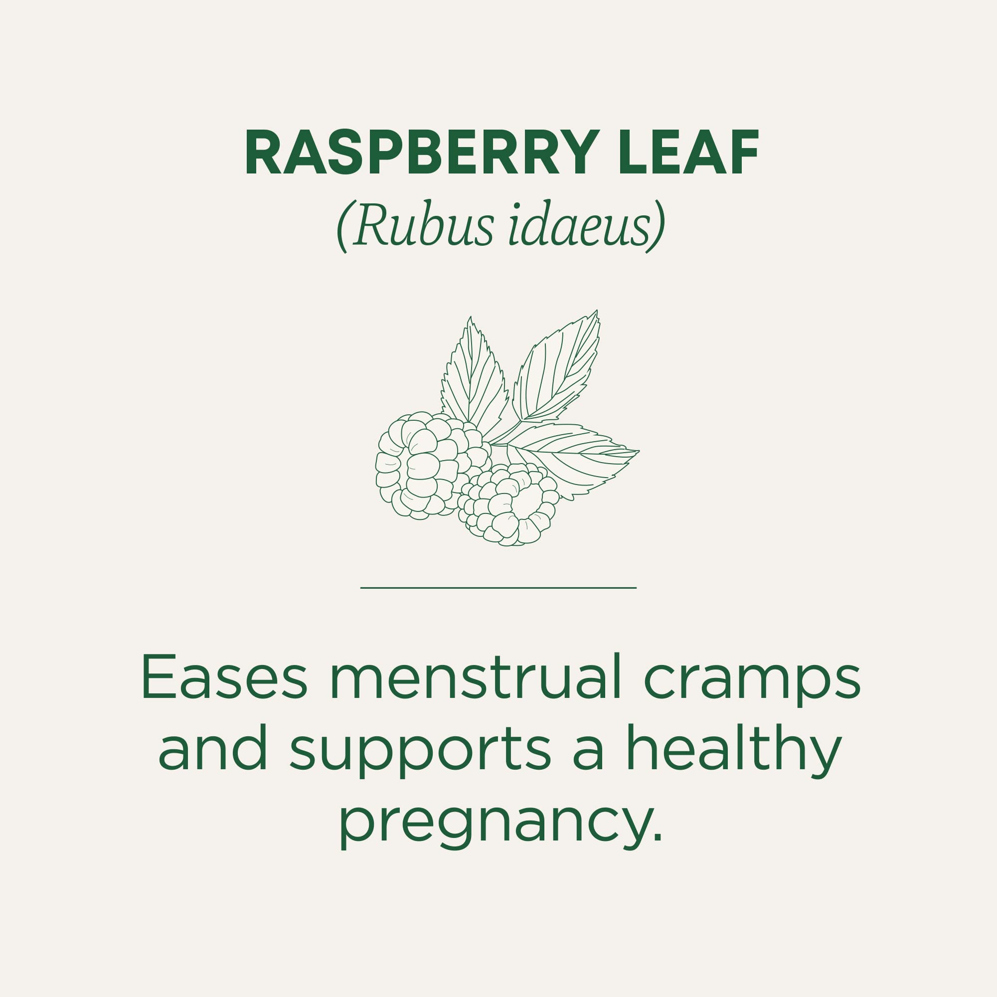 Traditional Medicinals brewed cup of raspberry leaf tea offering a soothing drink