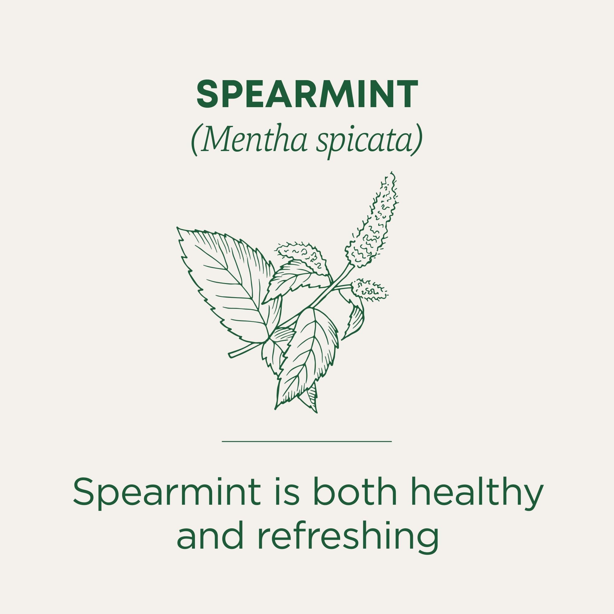Close-up of a Traditional Medicinals spearmint tea bag highlighting compostable material benefit