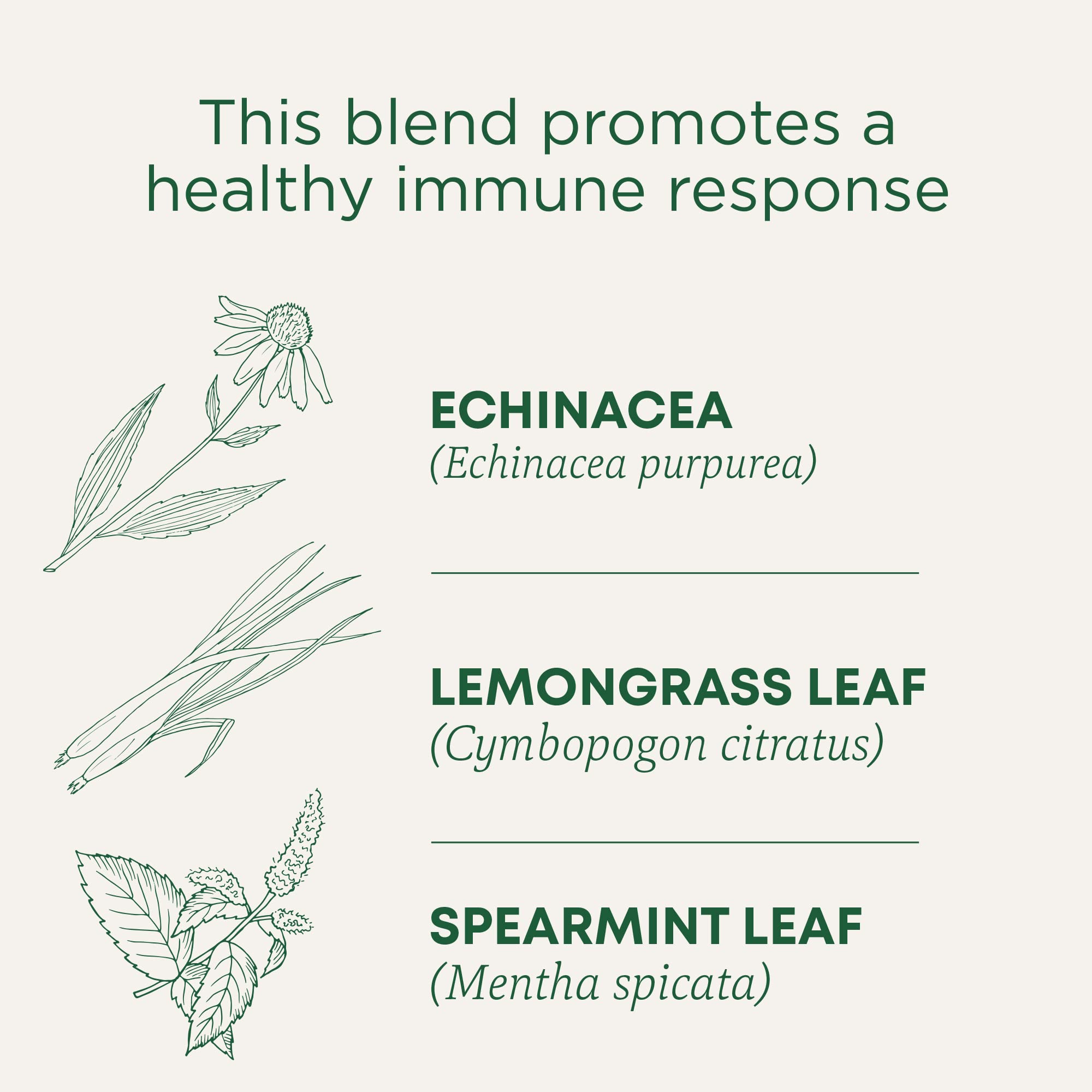 Traditional Medicinals close-up of tea bag texture highlighting compostable material benefit