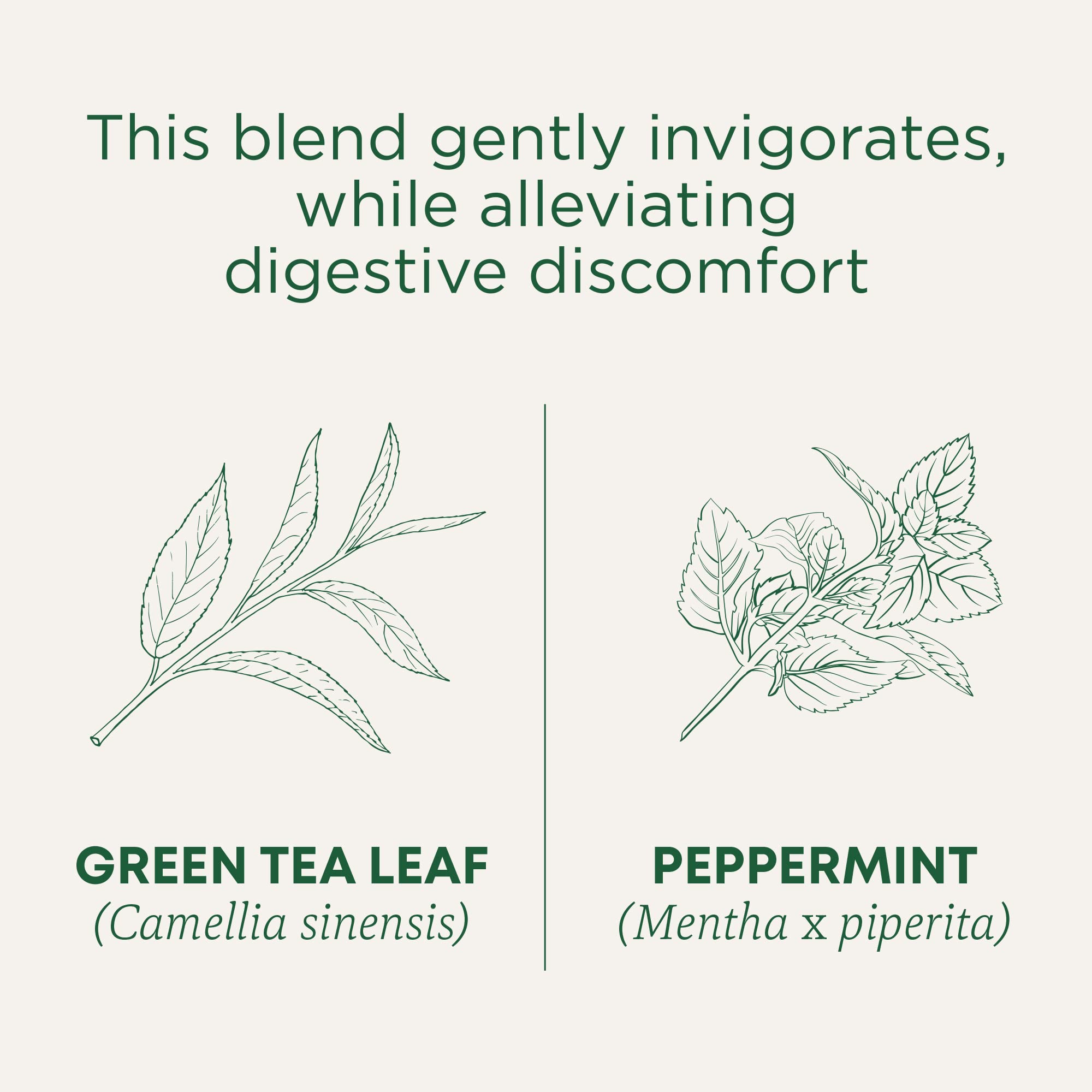 Traditional Medicinals teabag close-up highlighting compostable bag and clean steeping
