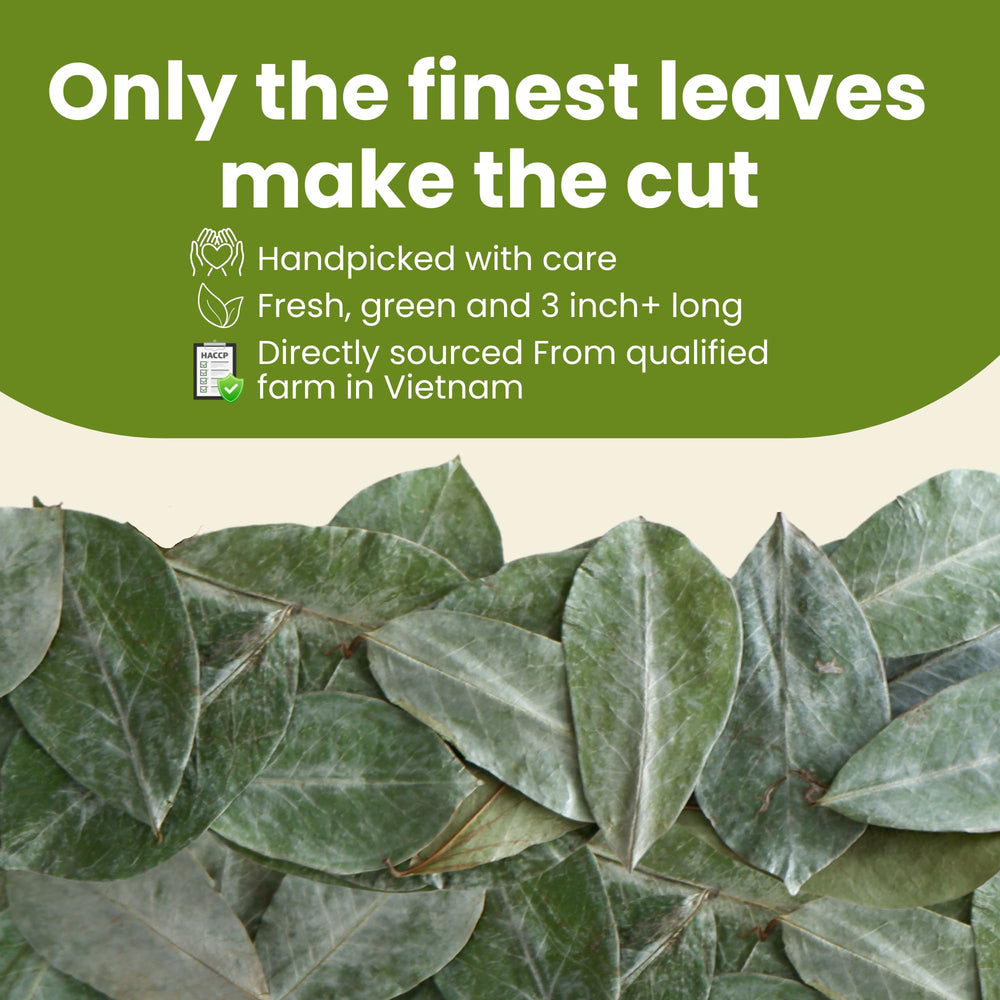 Tropical Teahouse close-up of large graviola leaf texture, highlights handpicked quality