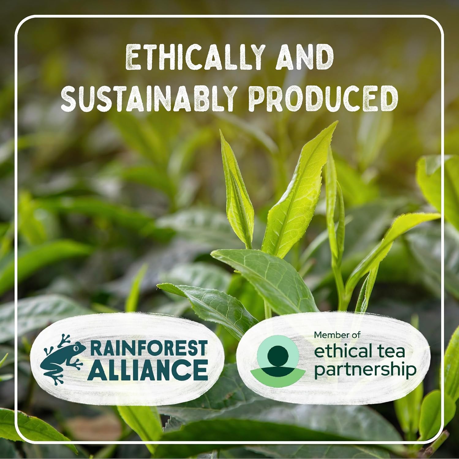 Typhoo ingredient and certification label showing ethical sourcing