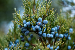 U.S. Wellness Naturals close-up of whole juniper berries showing texture and freshness benefit