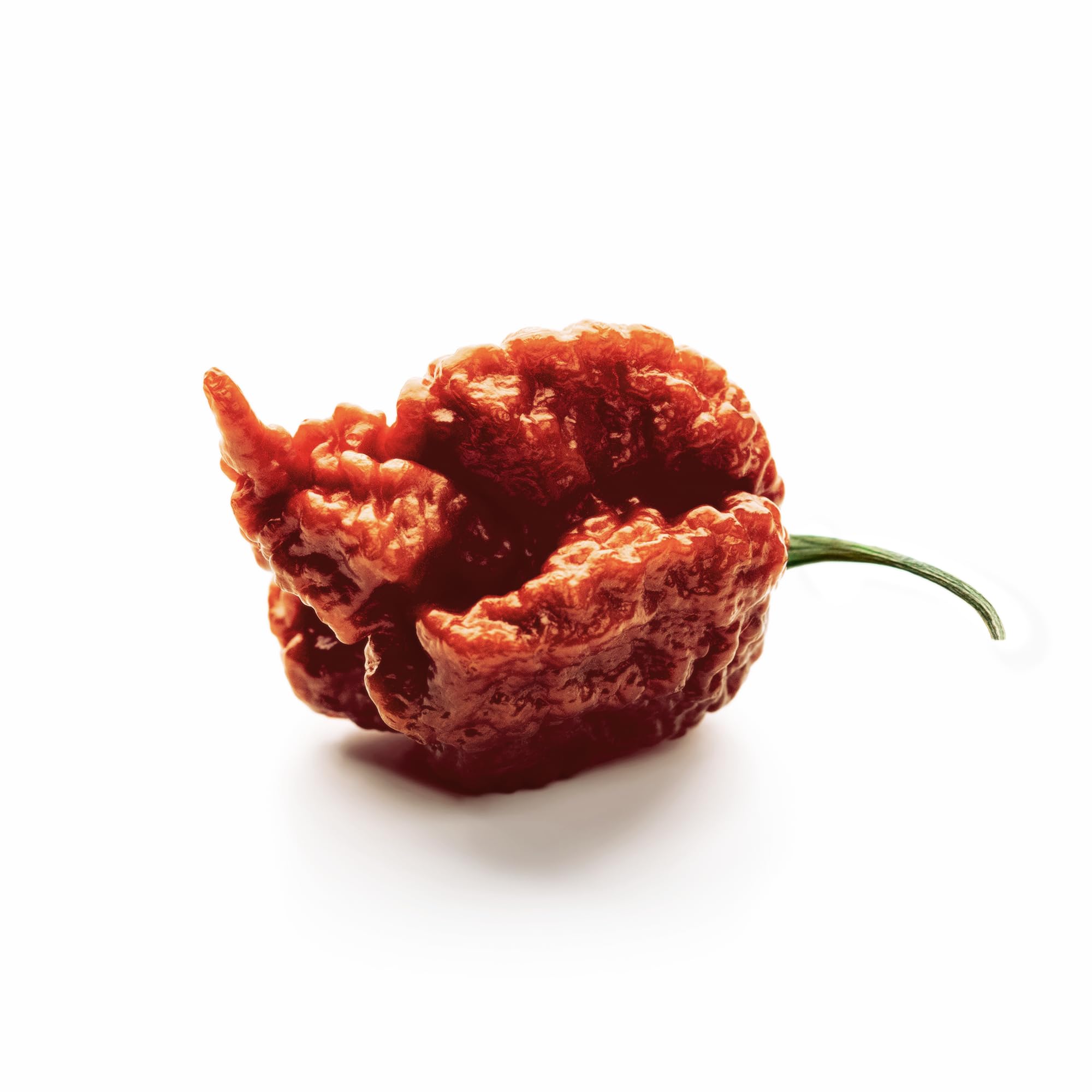 Unpretentious dried pods in hand showing scale and portion control benefit