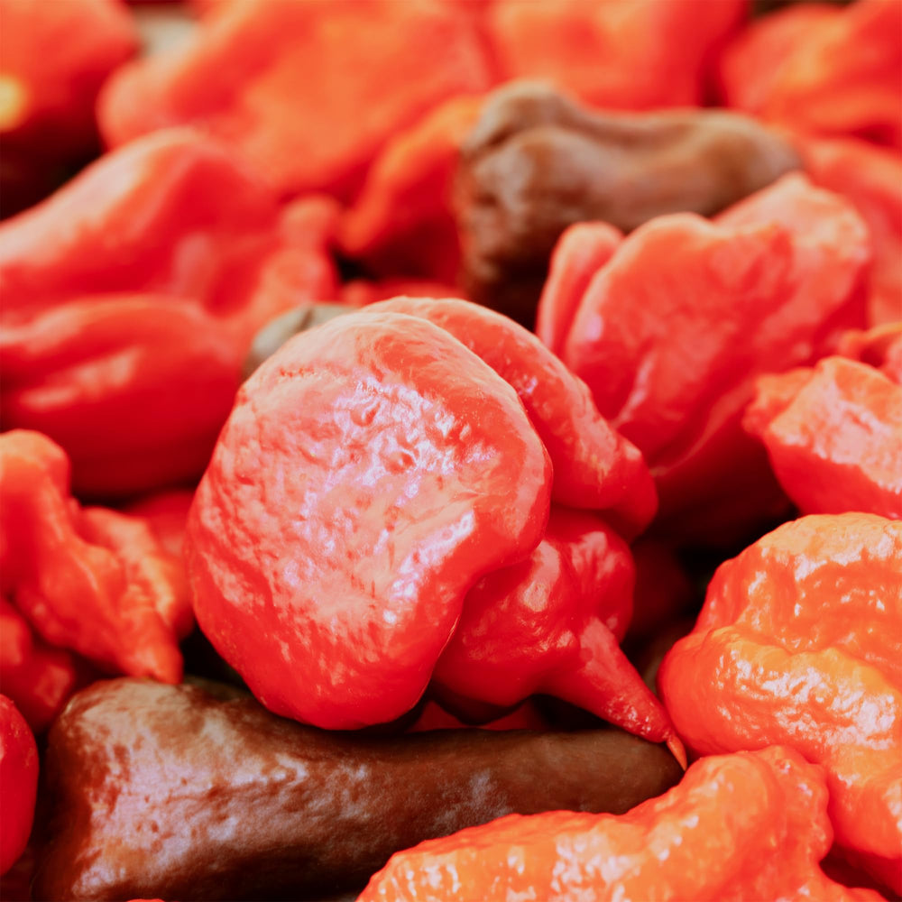 Unpretentious hot sauce bottle made with Reapers showing concentrated heat