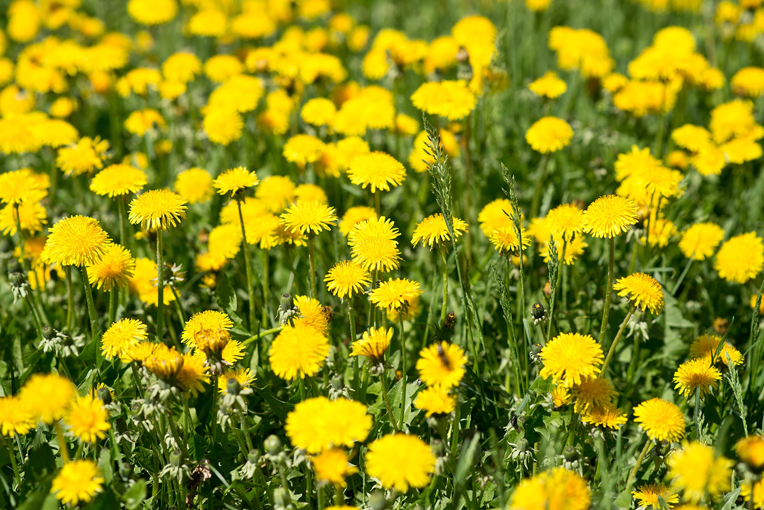 U.S. Wellness Naturals dandelion roots in Albanian field showing farm origin