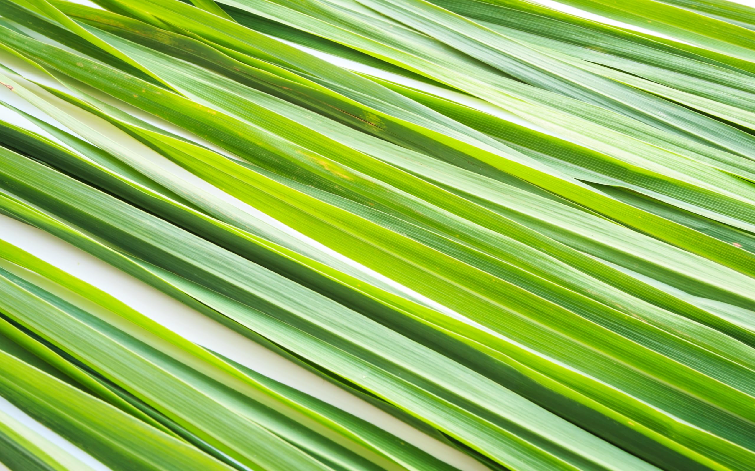 U.S. Wellness Naturals brewing a hot cup of lemongrass tea for warming flavor