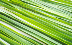 U.S. Wellness Naturals brewing a hot cup of lemongrass tea for warming flavor