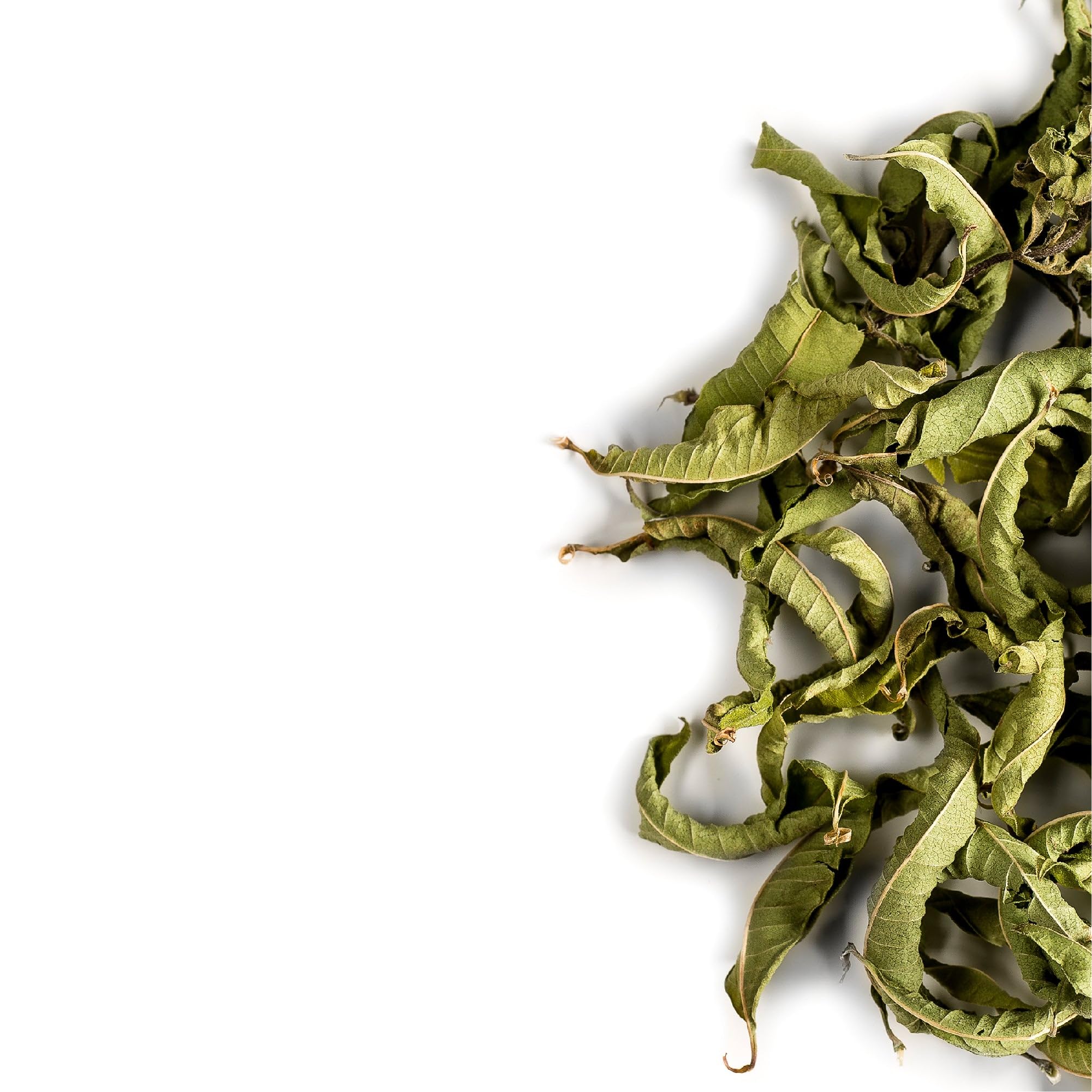 Valley of Tea hand-harvest of verbena leaves illustrating careful picking