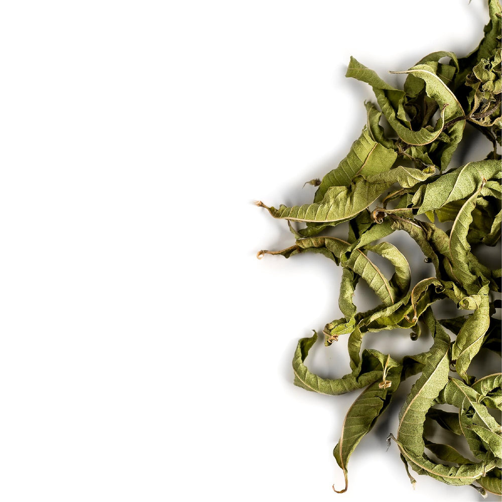Valley of Tea hand-harvest of verbena leaves illustrating careful picking