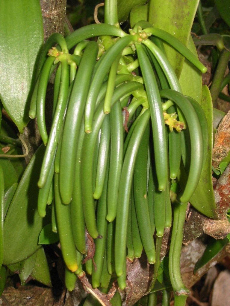 Vanilla Products USA split beans placed in a glass bottle for homemade vanilla extract
