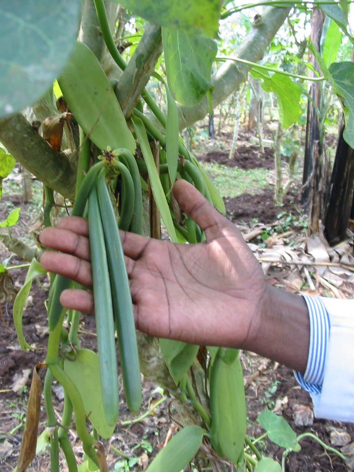 Vanilla Products USA beans in hand for scale demonstrating pod size and value