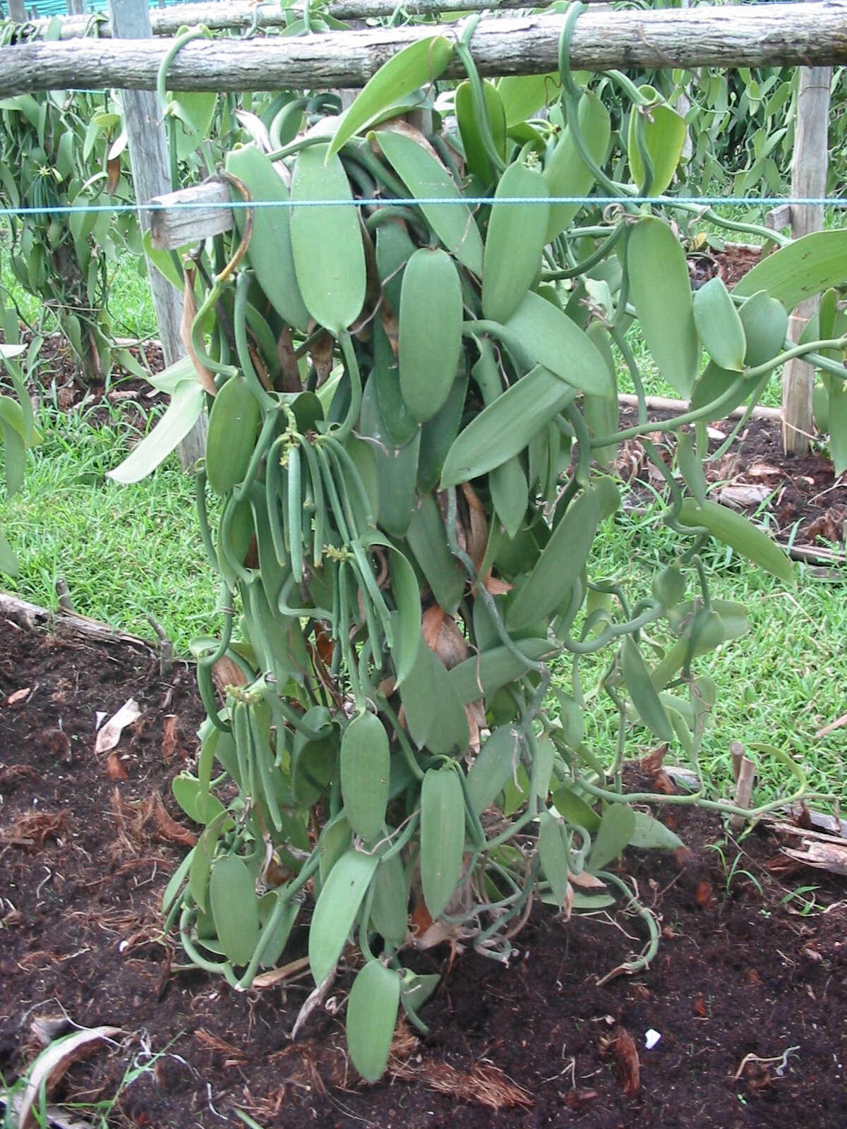 Split vanilla bean revealing seeds, showing Vanilla Products USA intensity for extraction