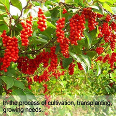 wananfu brewed schisandra tea in cup, rich color and easy steeping benefit