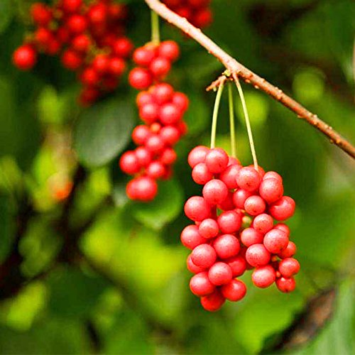 wananfu macro view of a schisandra berry showing surface detail and aroma