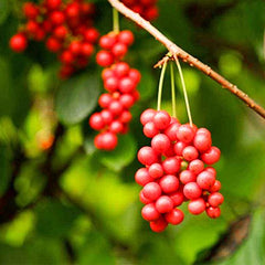 wananfu macro view of a schisandra berry showing surface detail and aroma