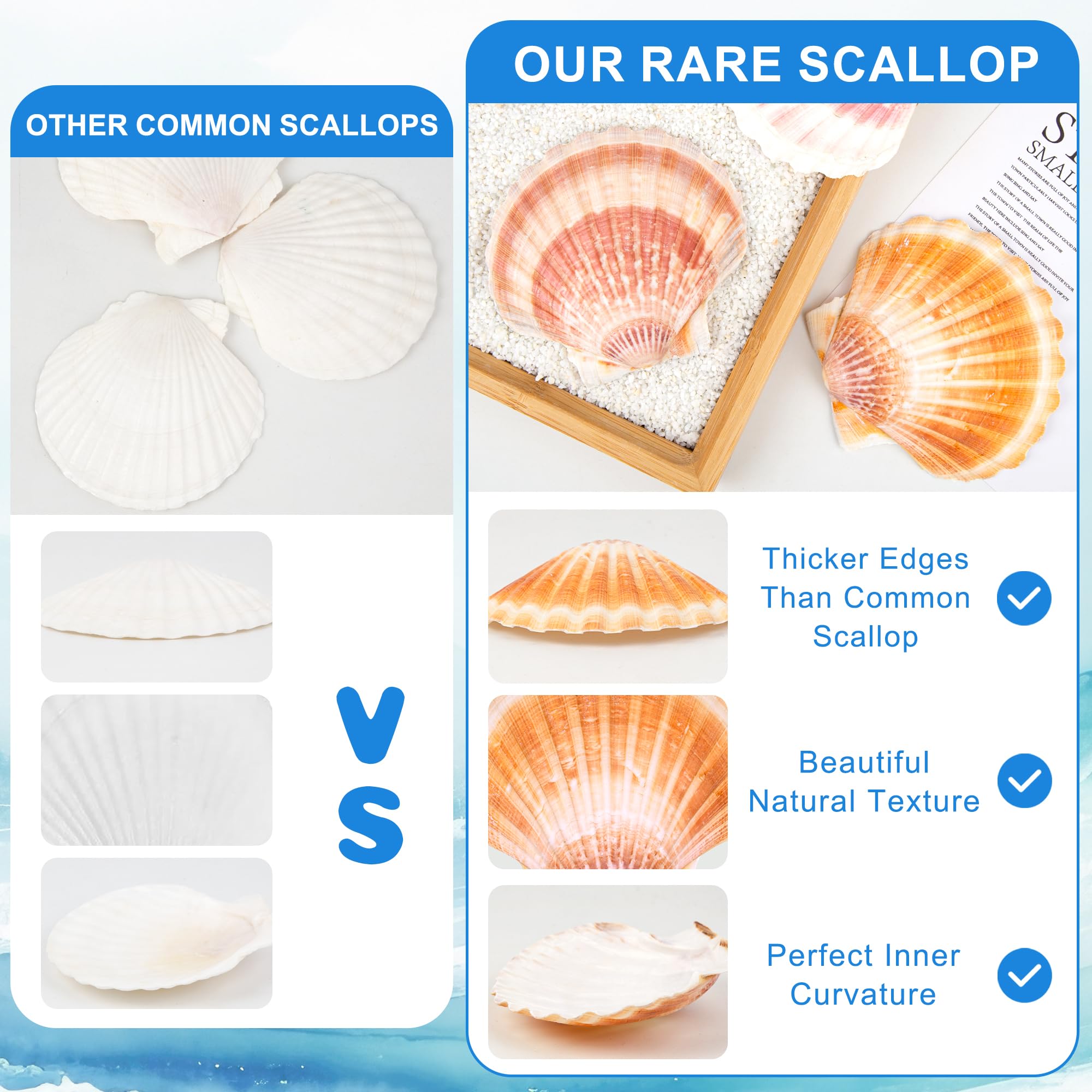 WeDoSoy shells alongside ruler showing 4–4.5 inch scale for accurate sizing