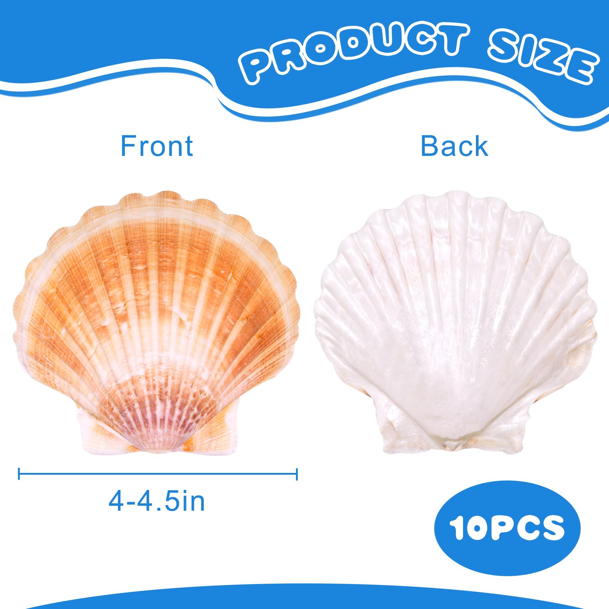 WeDoSoy scallop shells used for baking small seafood dishes showing food presentation benefit