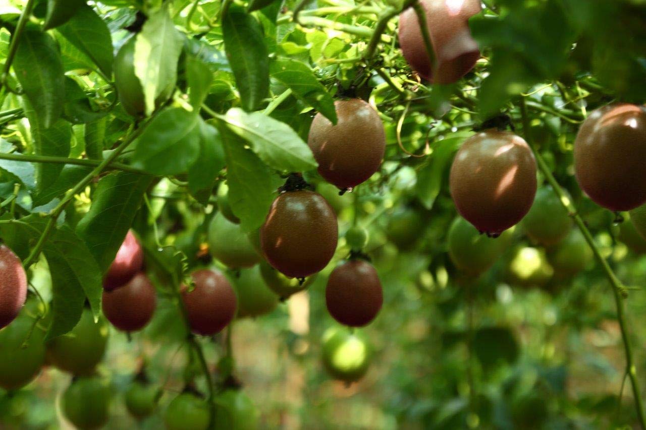 wholeberry Vietnamese harvest scene with ripe passion fruit and growers