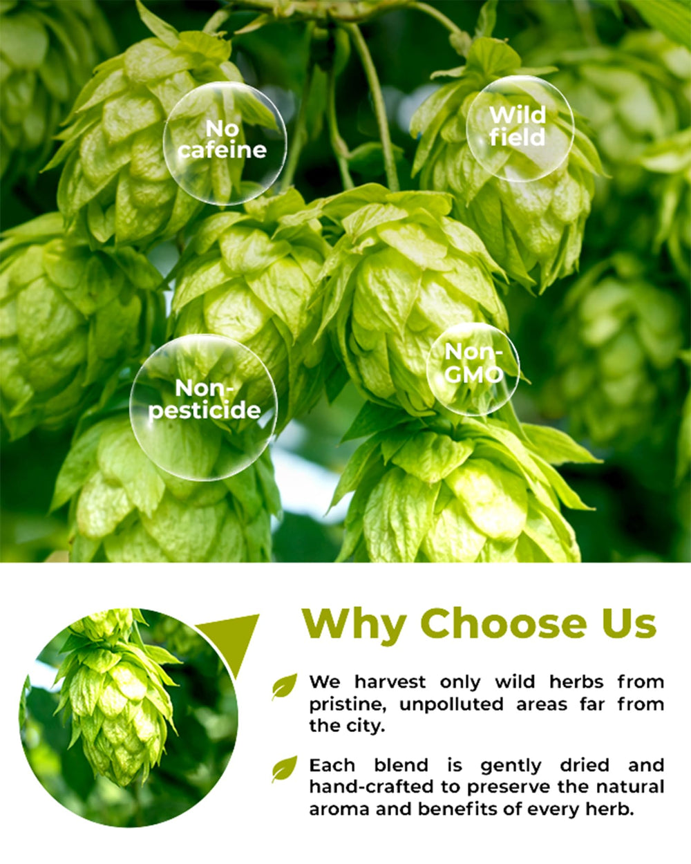 WILDFIELD HERBS hops flowers staged in a kitchen setting showing culinary and craft use