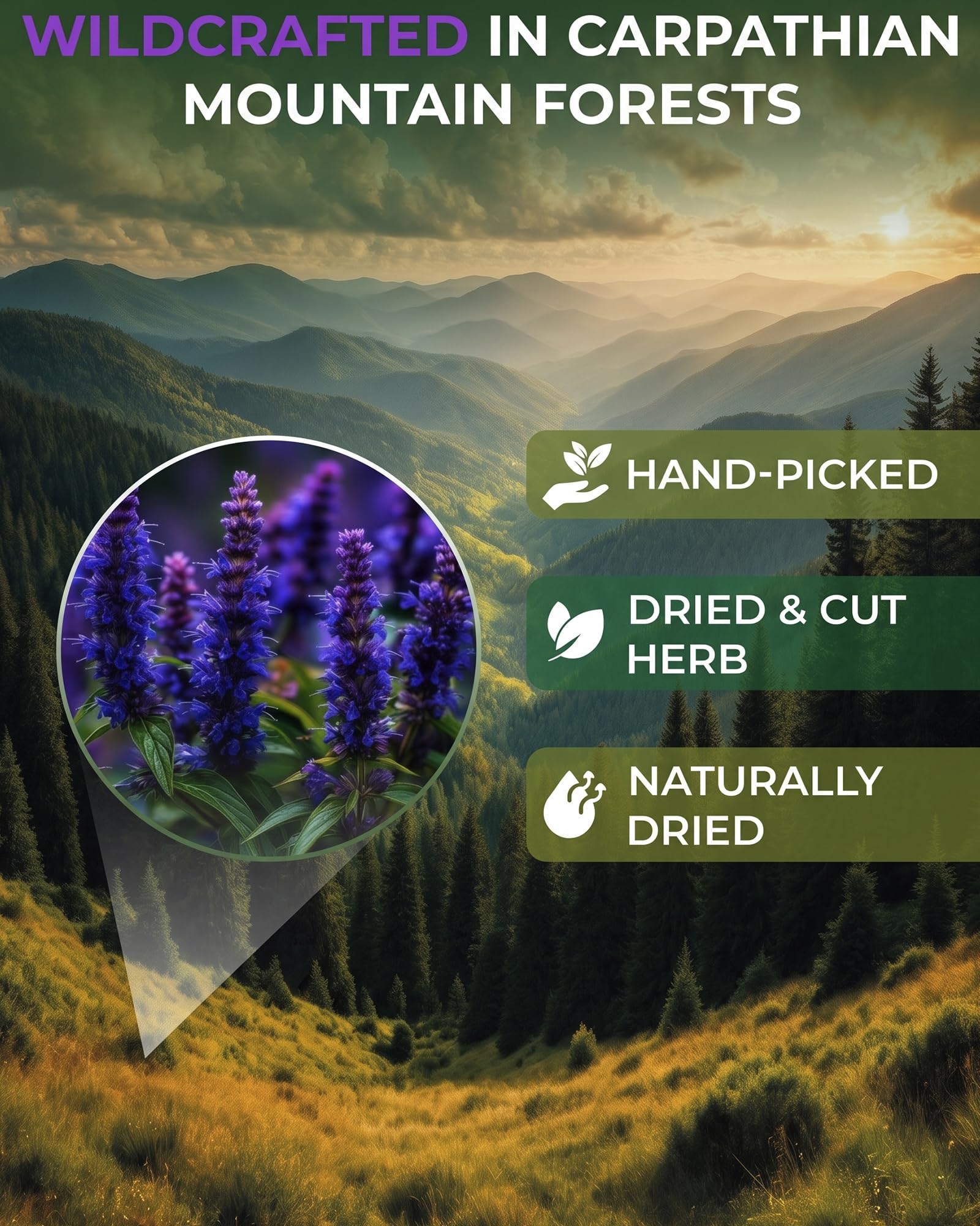 WILDFIELD HERBS dried hyssop leaves texture showing herbal quality