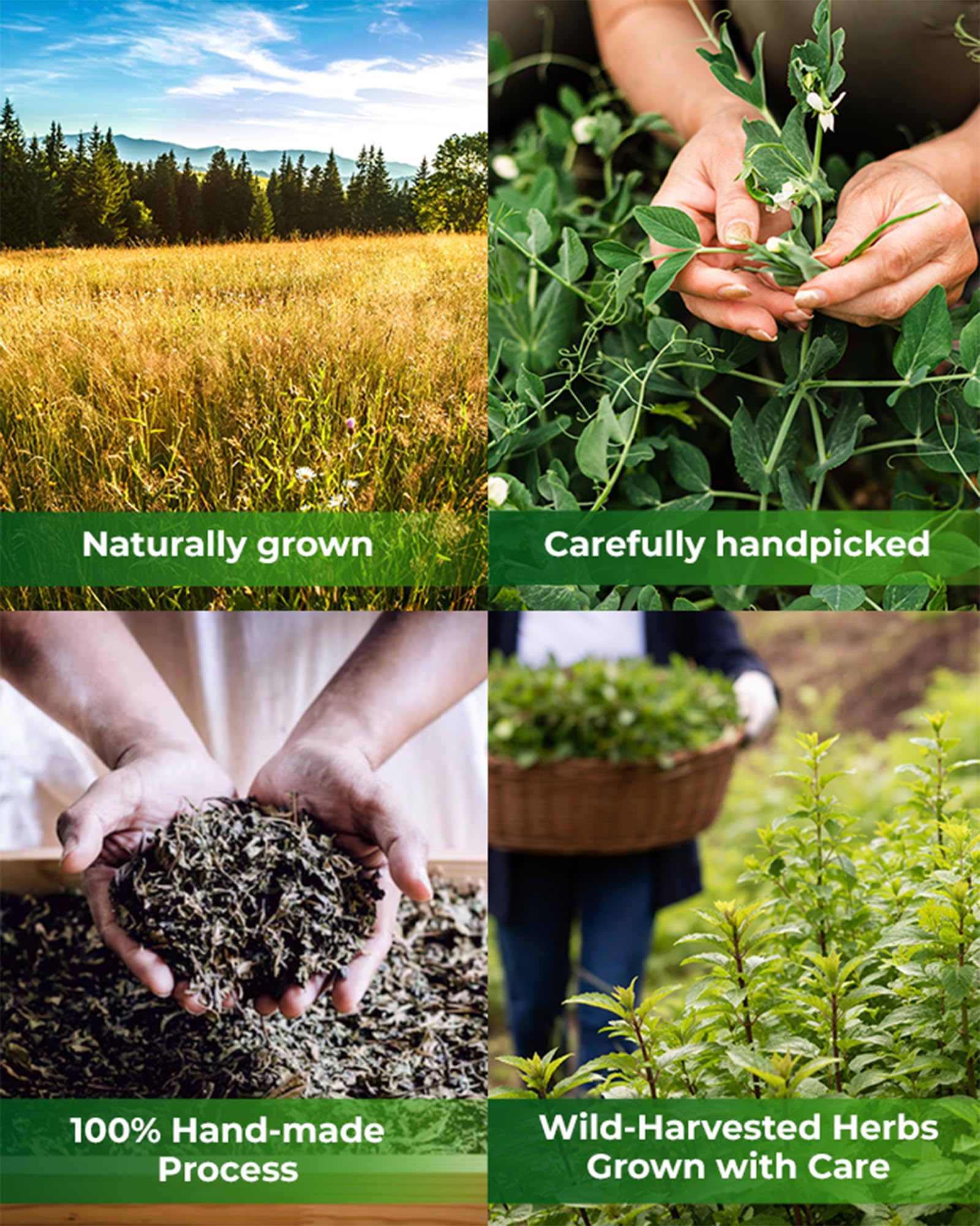 WILDFIELD HERBS tea in a kitchen lifestyle setting suggesting easy daily brewing