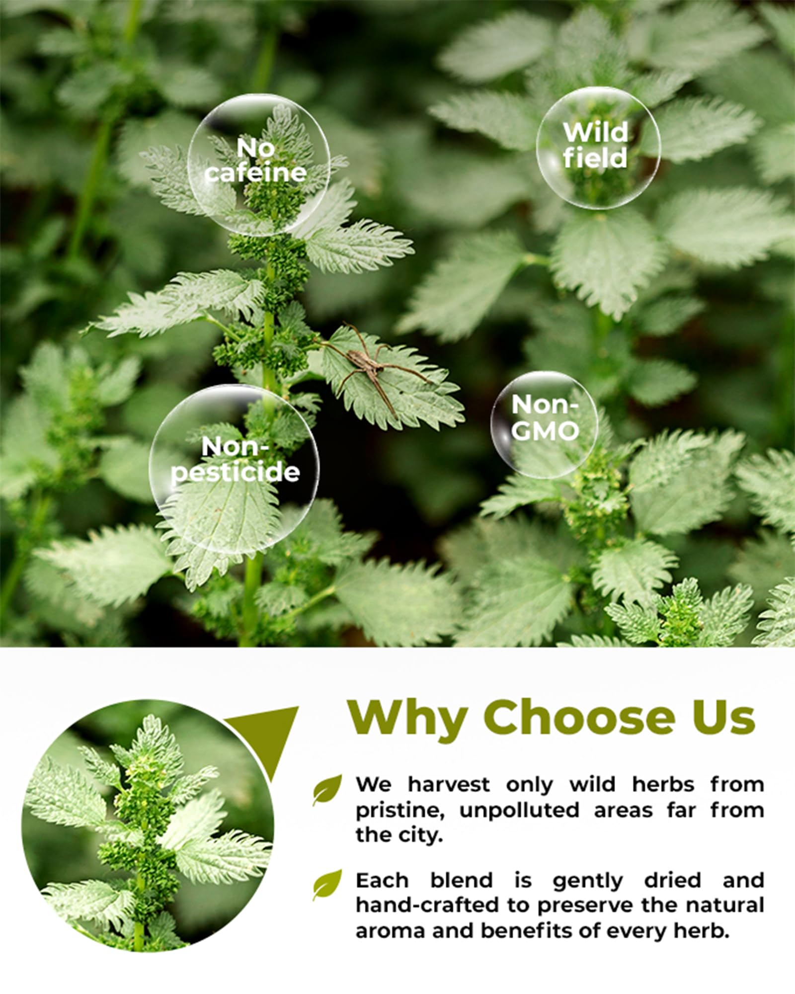WILDFIELD HERBS origin map of Europe indicating source region for traceable quality