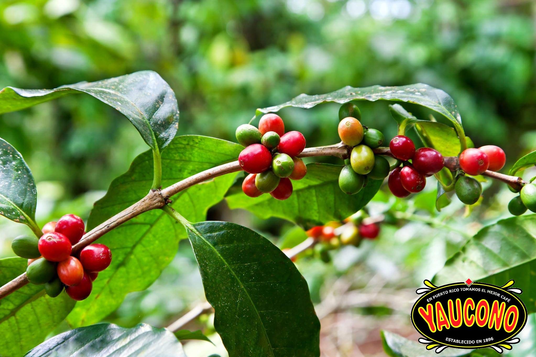 Yaucono opened bag with beans poured out showing freshness and grind control