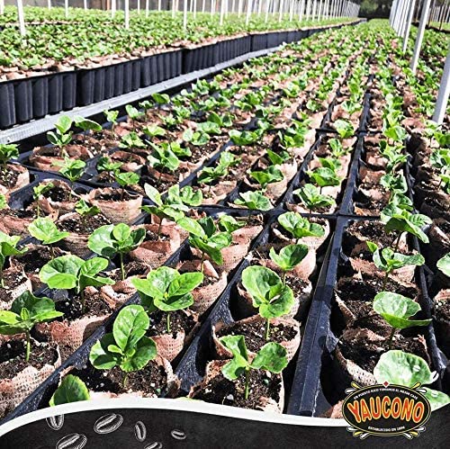 Yaucono open bag with grounds visible highlighting freshness and ready-to-brew convenience