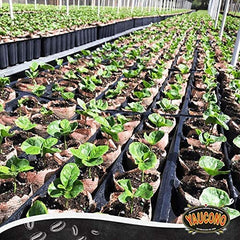 Yaucono open bag with grounds visible highlighting freshness and ready-to-brew convenience