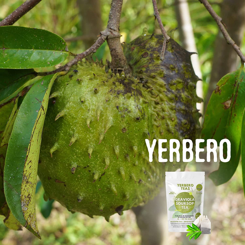 YERBERO brewed soursop tea in cup highlighting clear color and aromatic drink
