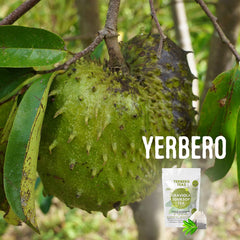YERBERO brewed soursop tea in cup highlighting clear color and aromatic drink