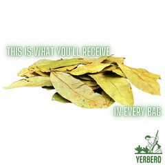 Yerbero whole dried graviola leaves close-up showing natural texture and purity