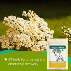 Zhivana Organics close-up of dried yarrow flowers showing texture and potency